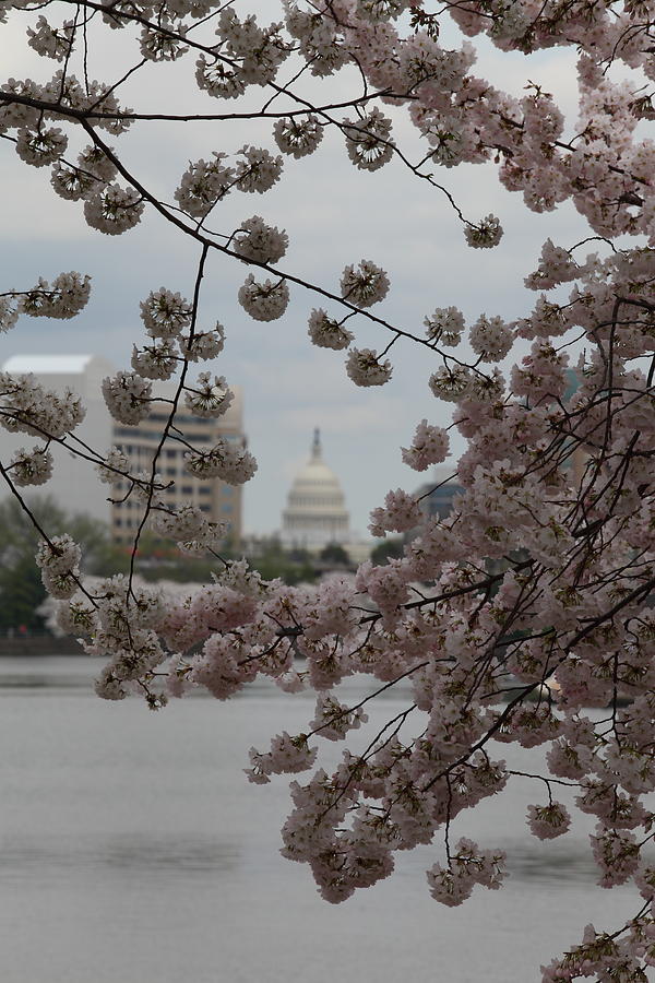 Flower Photograph - US Capitol - Cherry Blossoms - Washington DC - 01134 by DC Photographer
