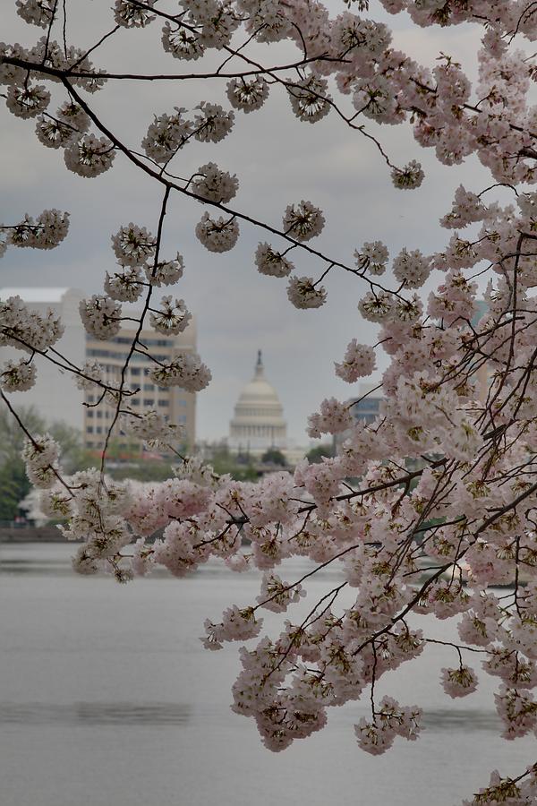 Flower Photograph - US Capitol - Cherry Blossoms - Washington DC - 01136 by DC Photographer