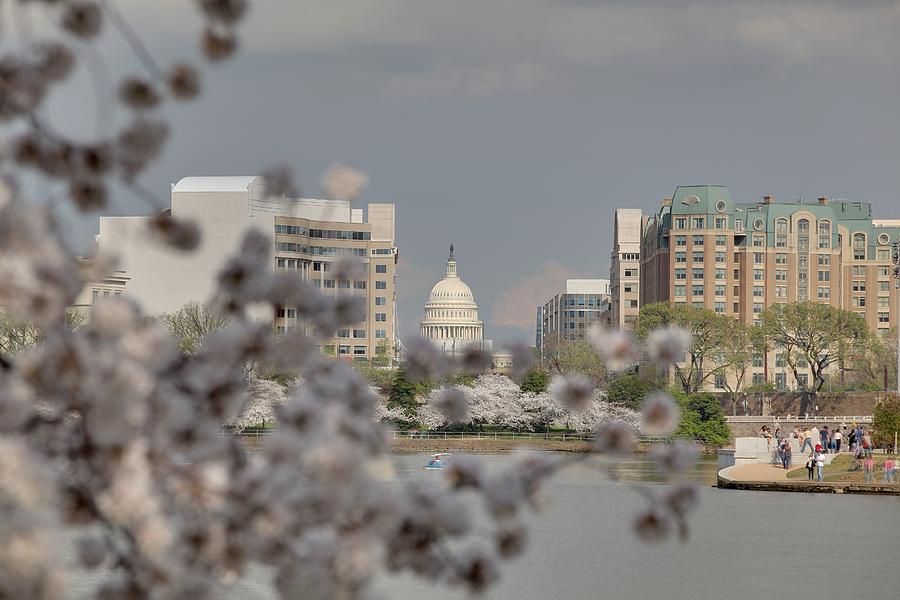 US Capitol - Cherry Blossoms - Washington DC - 01138 Photograph by DC Photographer