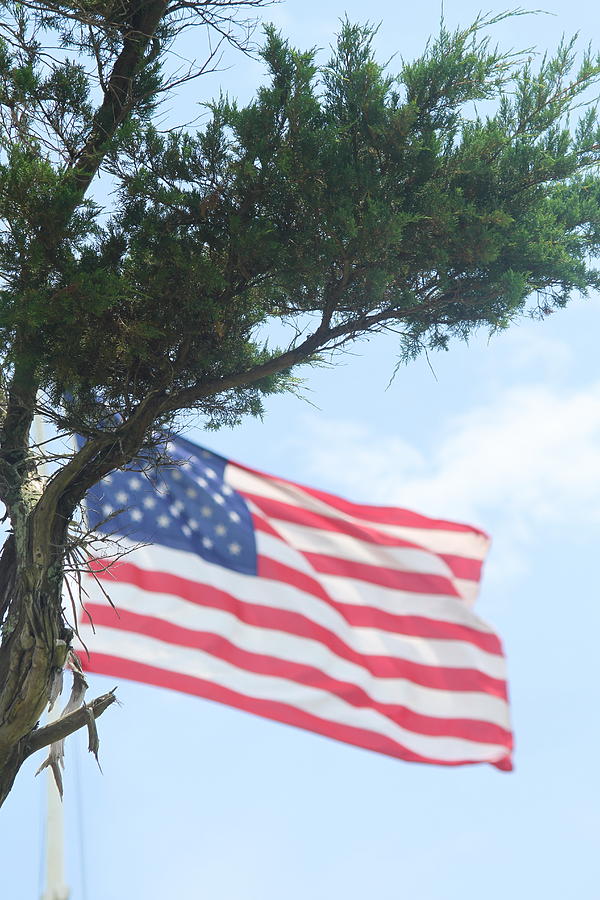 Flag Photograph - US Flag and Tree by Cathy Lindsey