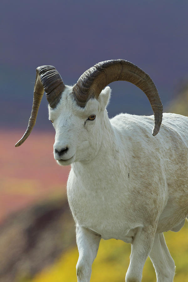 2011 Photograph - USA, Alaska Adult Bighorn Sheep by Hugh Rose 2011 Photograph - USA, Alaska Adult Bighorn Sheep by Hugh Rose
