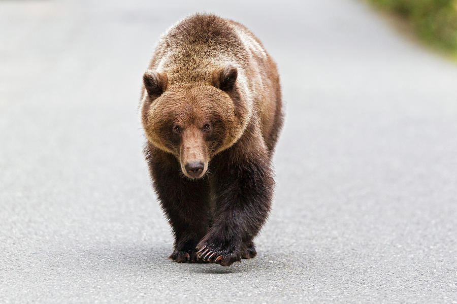 Usa, Alaska, Brown Bear Walking On Road Photograph by Westend61