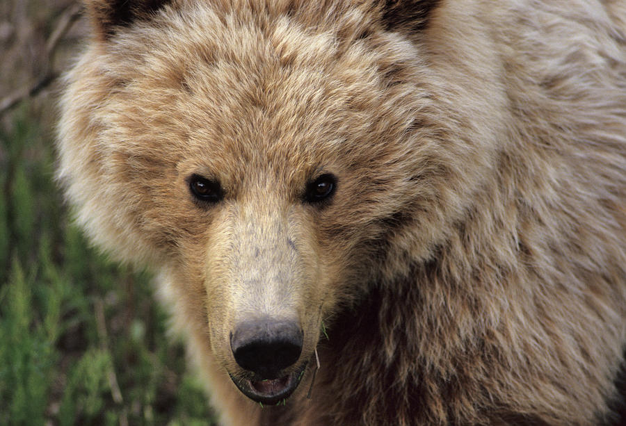 Denali National Park Photograph - USA, Alaska, Grizzly Bear, Denali by Gerry Reynolds