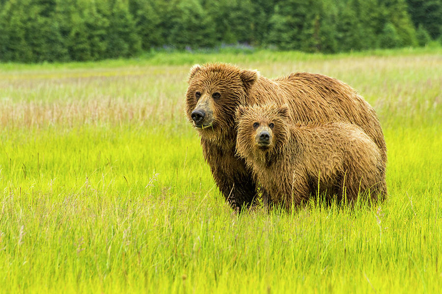 USA, Alaska, Grizzly Bear With Cub Photograph by George Theodore - Fine ...