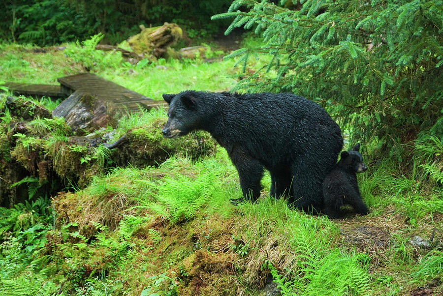 Bear Photograph - USA, Alaska, Inside Passage by Jaynes Gallery