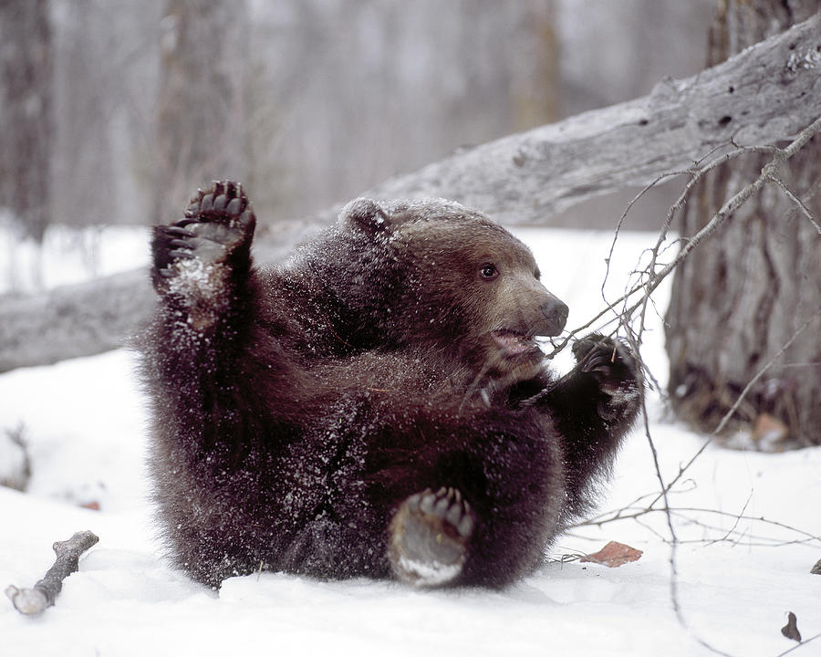 Alaska Photograph - Usa, Alaska Juvenile Grizzly Plays by Jaynes Gallery Alaska Photograph - Usa, Alaska Juvenile Grizzly Plays by Jaynes Gallery