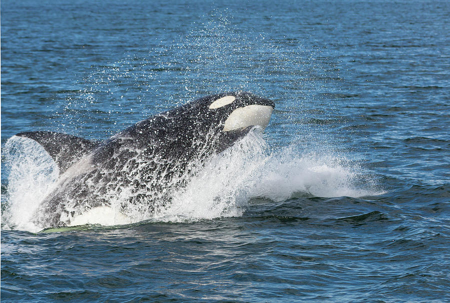 Usa Alaska Orca Whale Breaching Credit Photograph By Jaynes Gallery Fine Art America