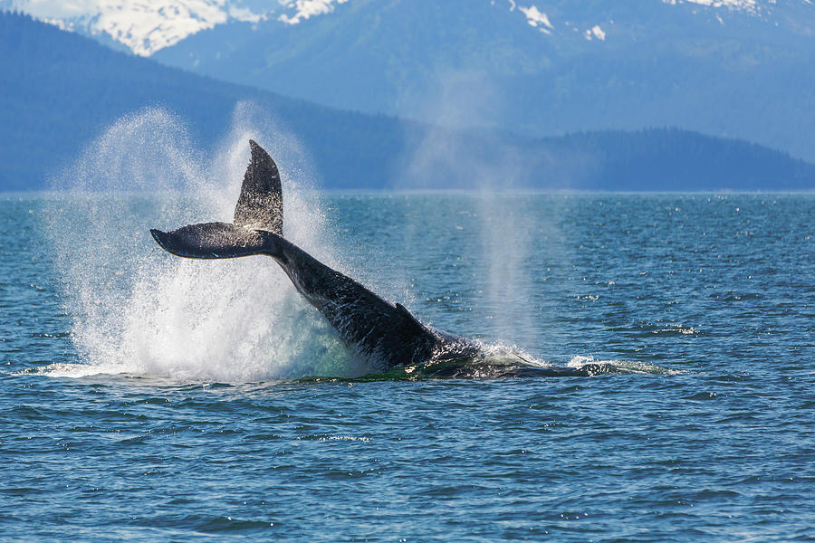 USA, Alaska Orca Whale, Tail Lobbing Photograph by Jaynes Gallery ...