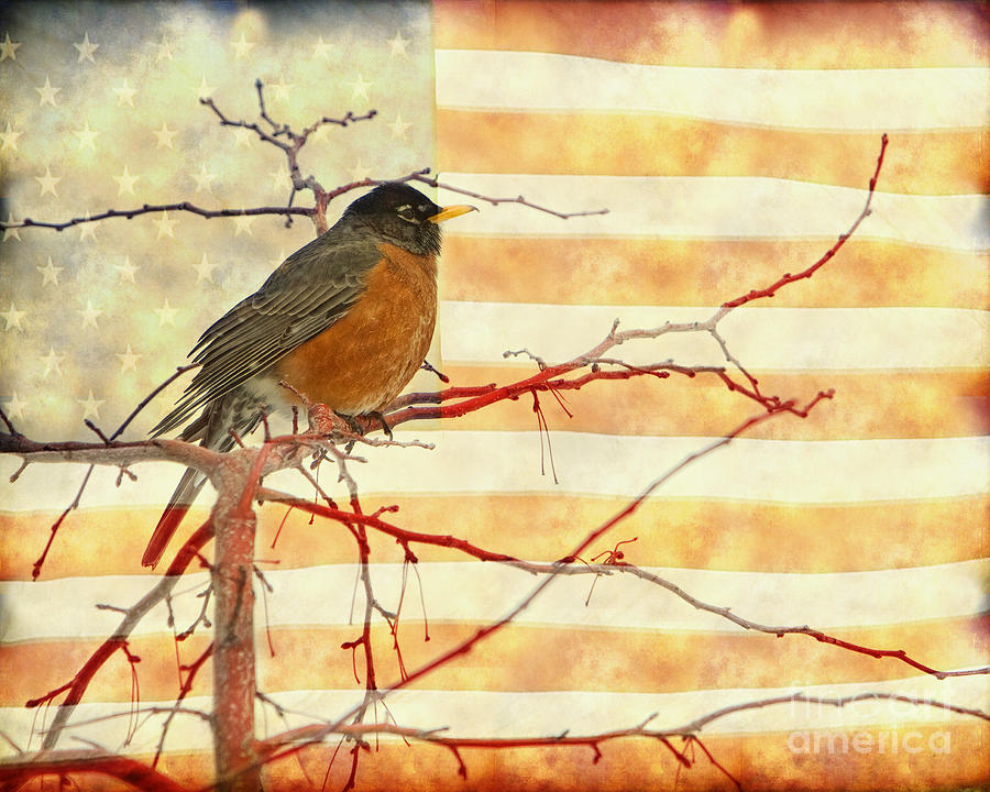 Robin Photograph - USA American Robin by James BO Insogna