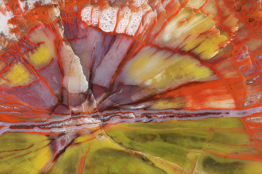 Abstract Photograph - USA, Arizona Close-up Of Petrified Wood by Jaynes Gallery