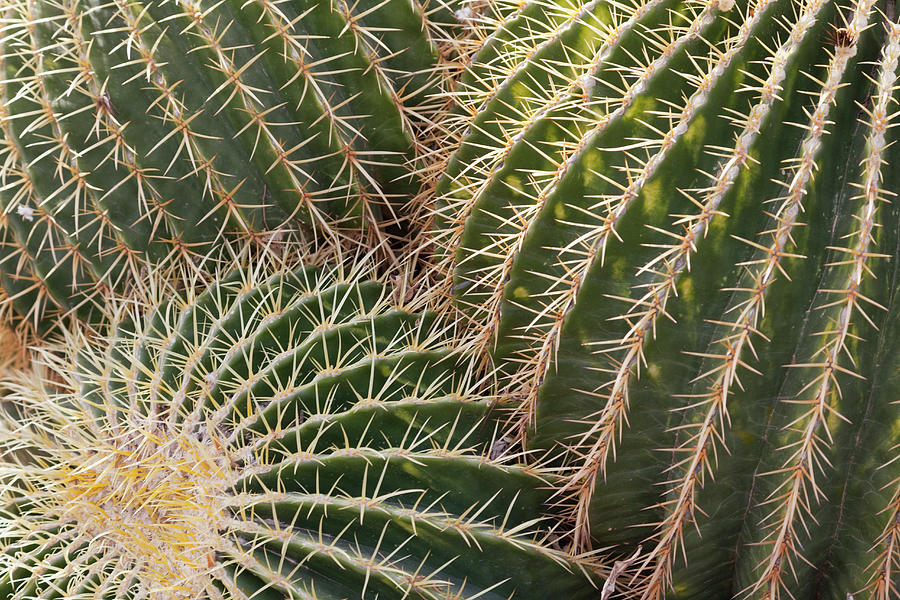 Usa, Arizona, Phoenix, Close-up Of Photograph by Vstock Llc