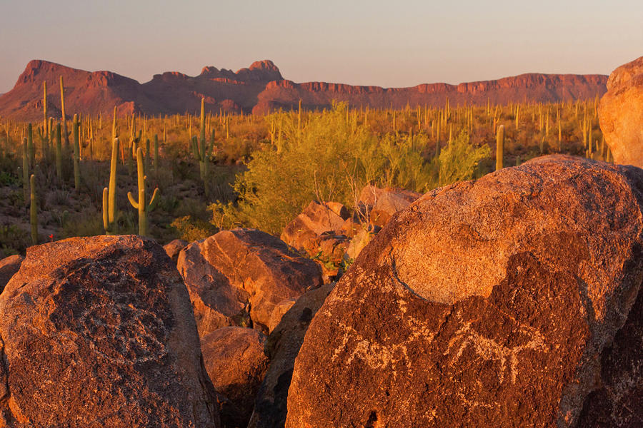 USA, Arizona, Pima County, Saguaro Photograph by Jaynes Gallery  Fine 