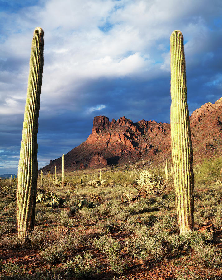 USA, Arizona, Saguaro Cacti In Organ Photograph by Jaynes Gallery ...