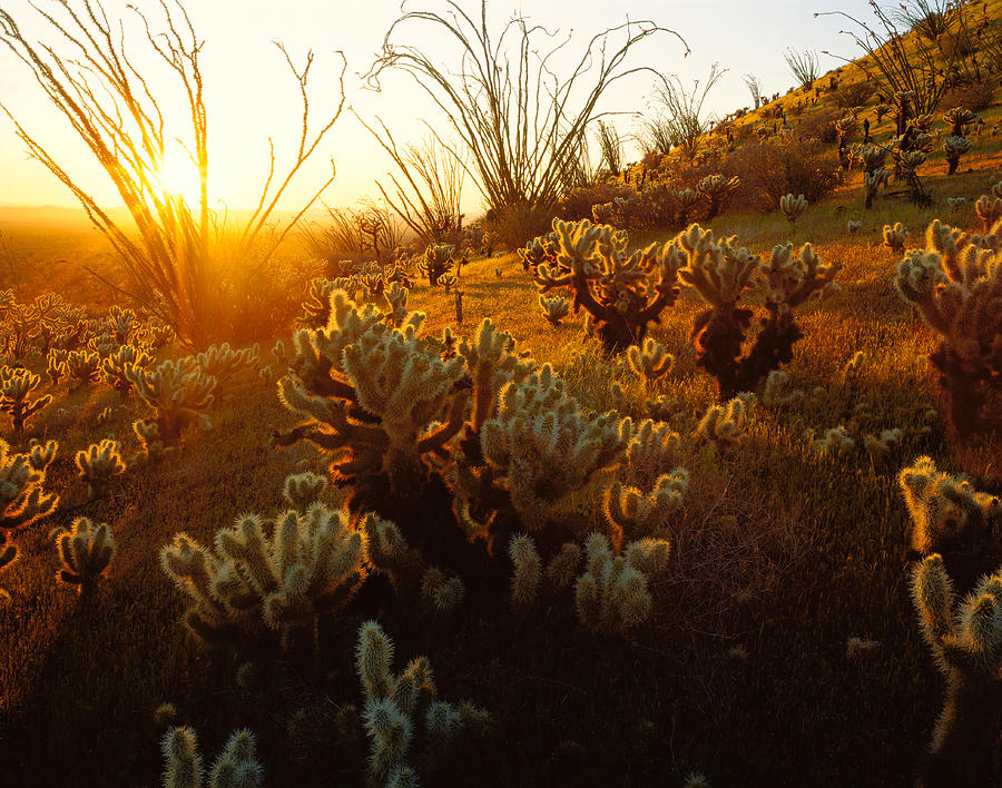 Nature Photograph - Usa, Arizona, Sonoran Desert, Ocotillo by Panoramic Images