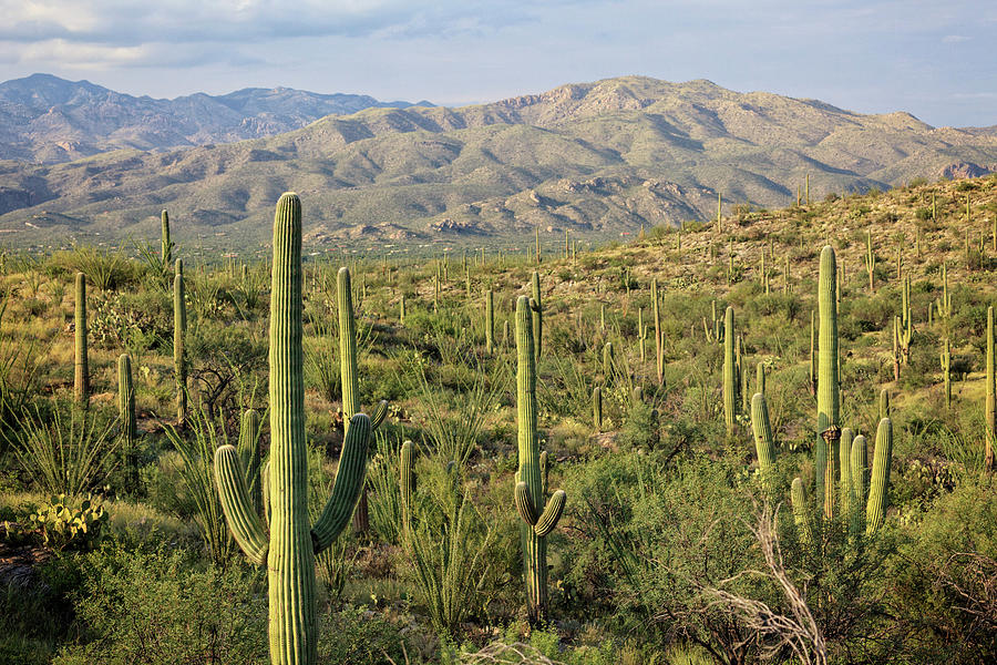 Usa, Arizona, Tucson, Saguaro National Photograph by Michele Falzone