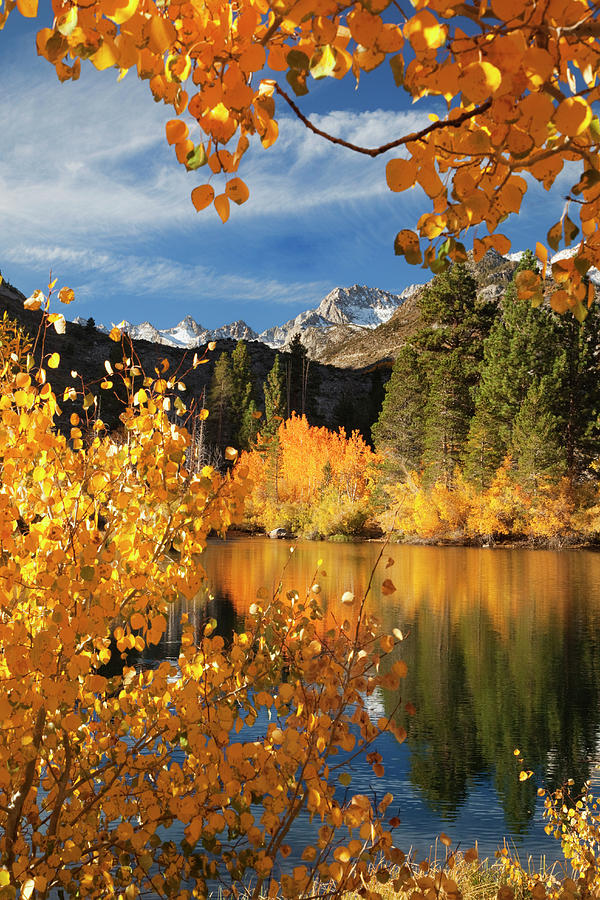 USA, California Autumn Color In Bishop Photograph by Jaynes Gallery ...