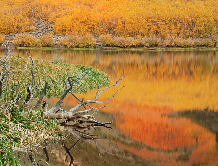 Fall Photograph - USA, California Autumn Colors Reflect by Jaynes Gallery