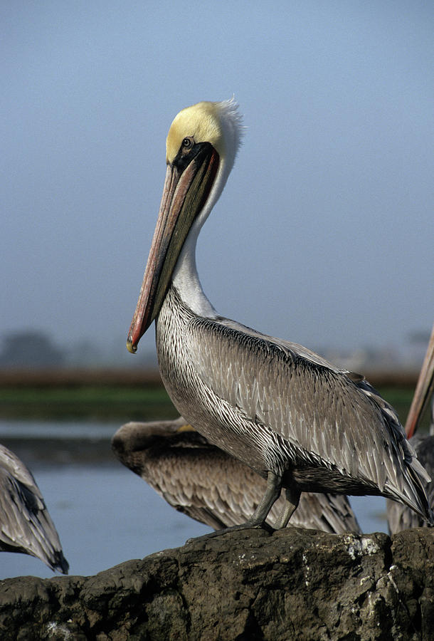 Pelican Photograph - USA, California, Brown Pelicans by Gerry Reynolds