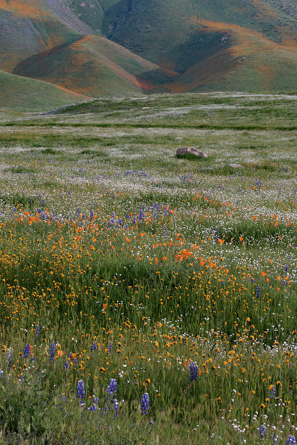 USA, California California Poppy Photograph by Judith Zimmerman USA, California California Poppy Photograph by Judith Zimmerman