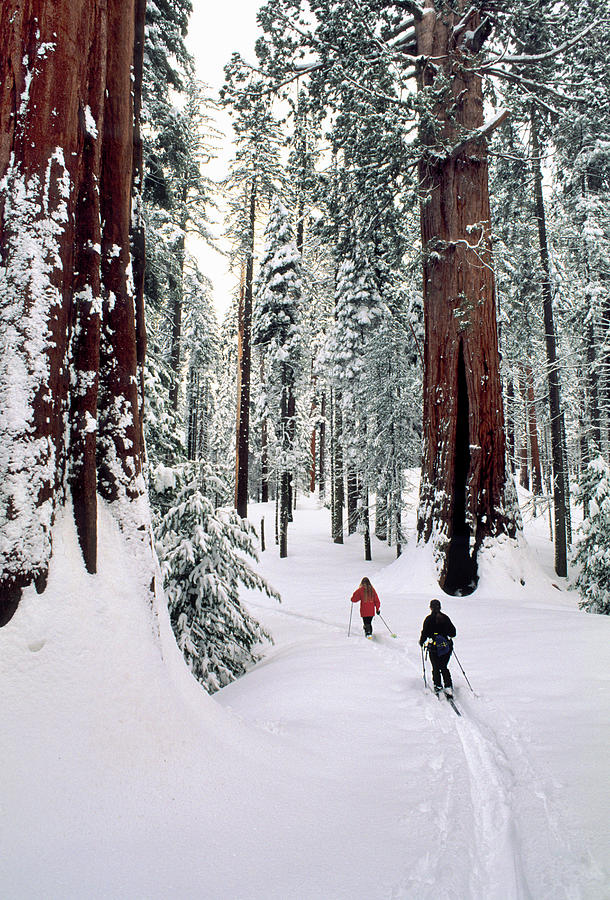 USA, California, Cross Country Skiing Photograph by Gerry Reynolds ...