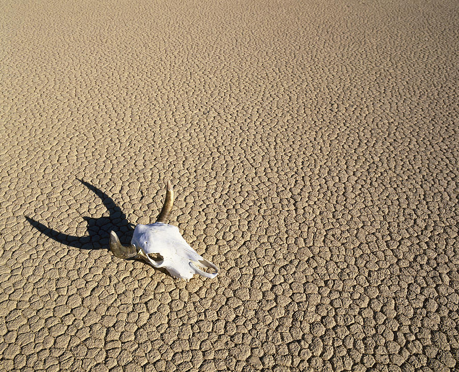Desert Photograph - Usa, California, Death Valley, Cow by Tips Images