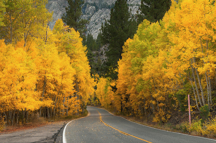 Usa, California, Eastern Sierra, Autumn Photograph by Gary Weathers
