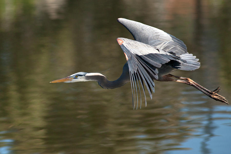 USA, California Great Blue Heron Flying Photograph by Jaynes Gallery ...