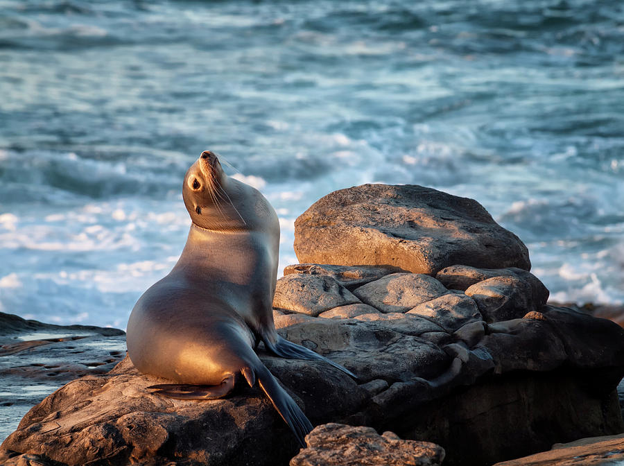 USA, California, La Jolla, Sea Lion Photograph by Ann Collins Fine