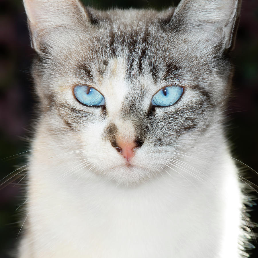 Usa, California Lynx Point Siamese Cat Photograph by ...