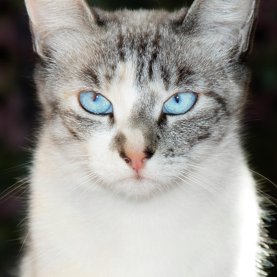 Blue Lynx Point Siamese Cats