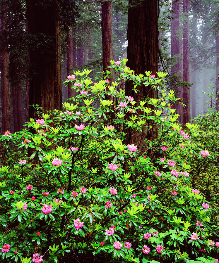 Abstract Photograph - Usa, California, Redwood National Park by Jaynes Gallery Abstract Photograph - Usa, California, Redwood National Park by Jaynes Gallery