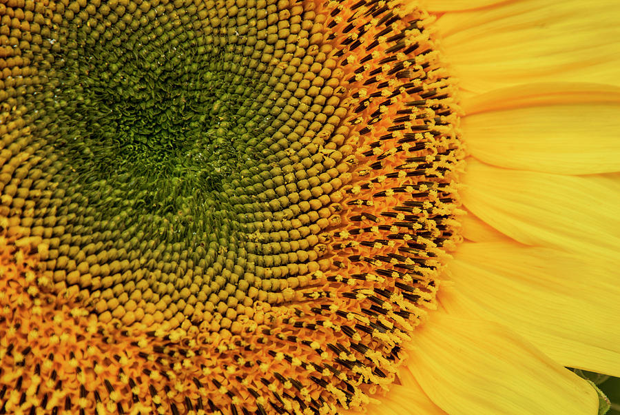 Sunflower Photograph - USA, California, Santa Barbara, Lower by Alison Jones