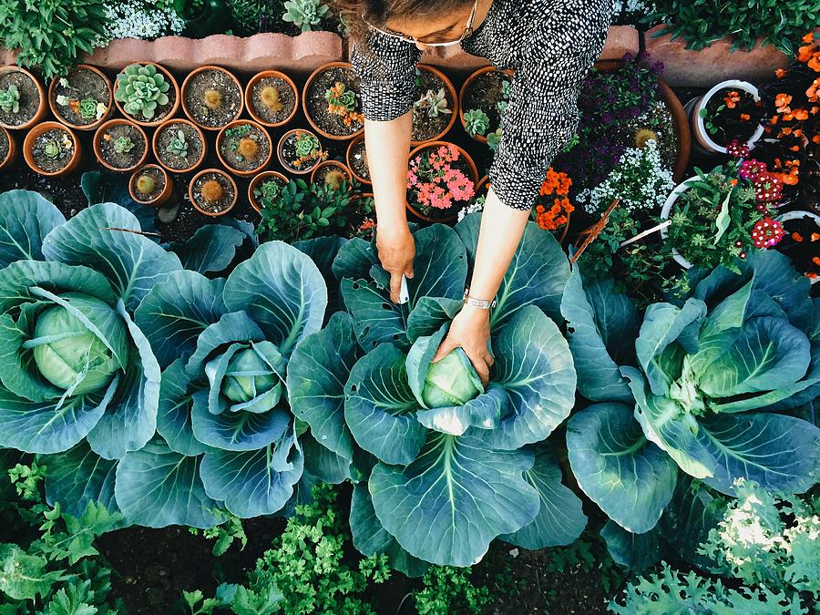 USA, California, Santa Clara County, Woman working in vegetable garden Photograph by Alyfromuk2us