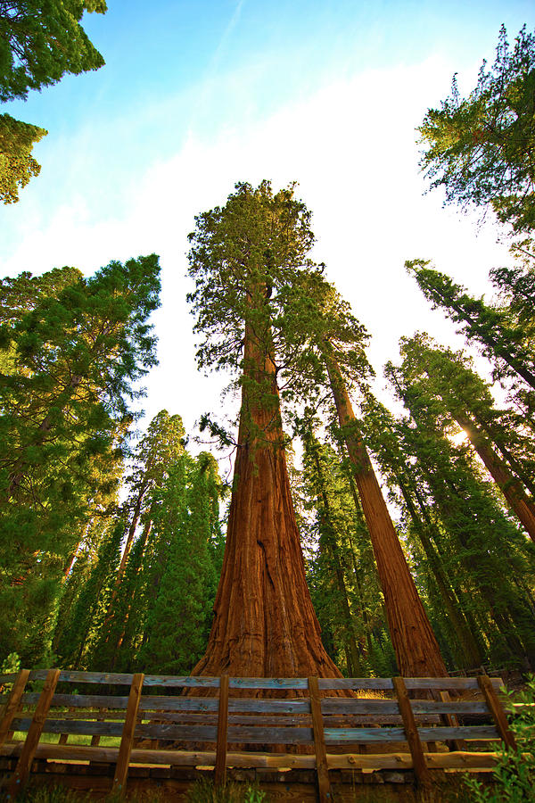 Sequoia National Park Photograph - USA, California, Sequoia, Kings Canyon by Bernard Friel