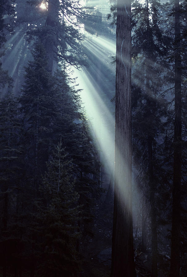 Kings Canyon National Park Photograph - USA, California, Sun, Smoke, Forest by Gerry Reynolds