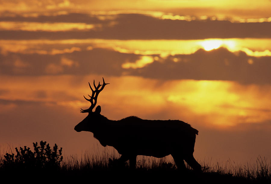Point Reyes National Seashore Photograph - USA, California, Sunset, Tule Elk by Gerry Reynolds