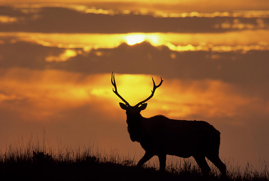 Point Reyes National Seashore Photograph - USA, California, Tule Elk, Point Reyes by Gerry Reynolds