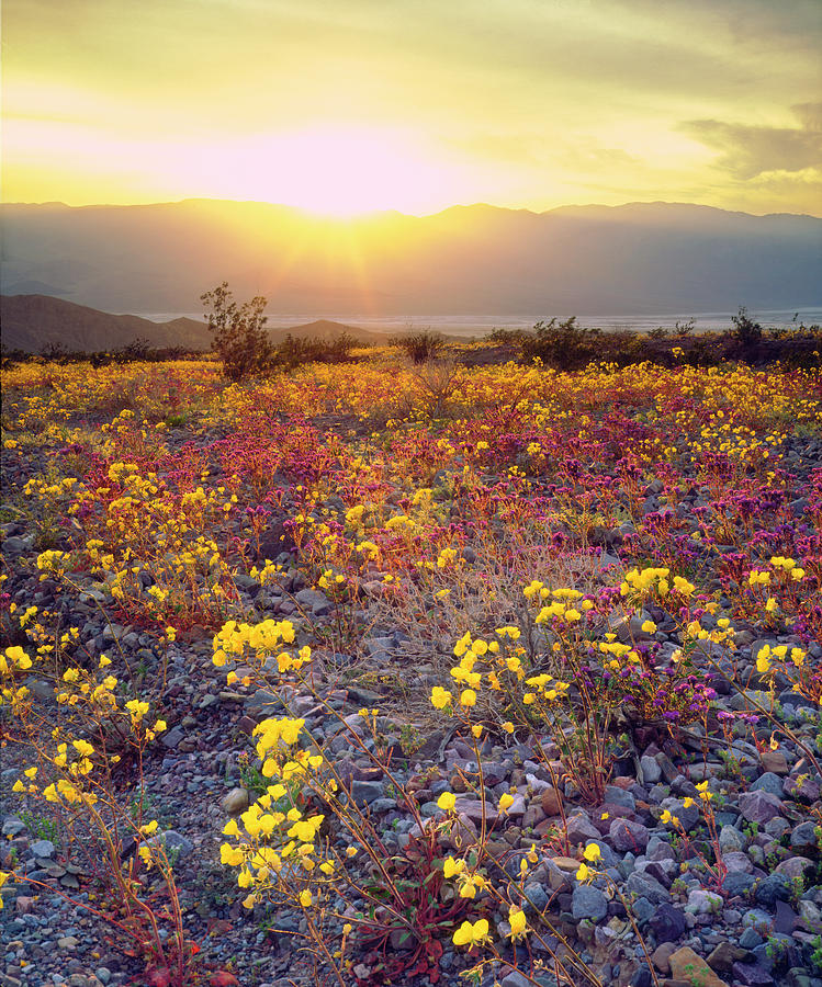 USA, California, Wildflowers In Death Photograph by Jaynes Gallery
