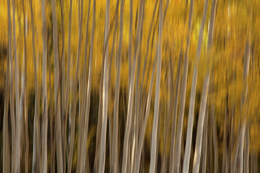 USA, Colorado Abstract Of Aspen Trees Photograph by Jaynes Gallery