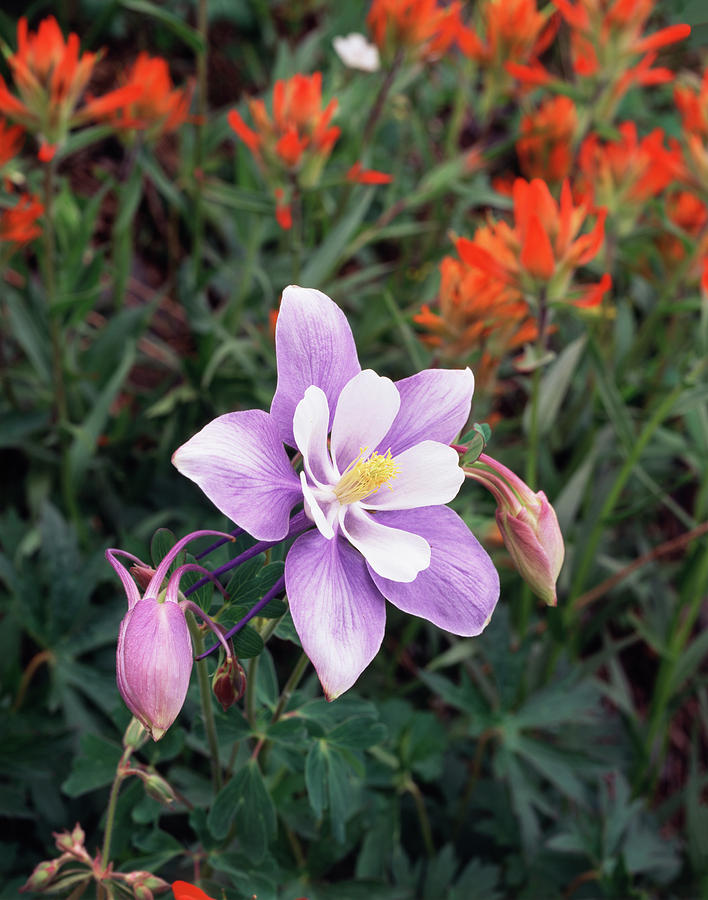 USA, Colorado, Columbine Wildflower Photograph by Jaynes