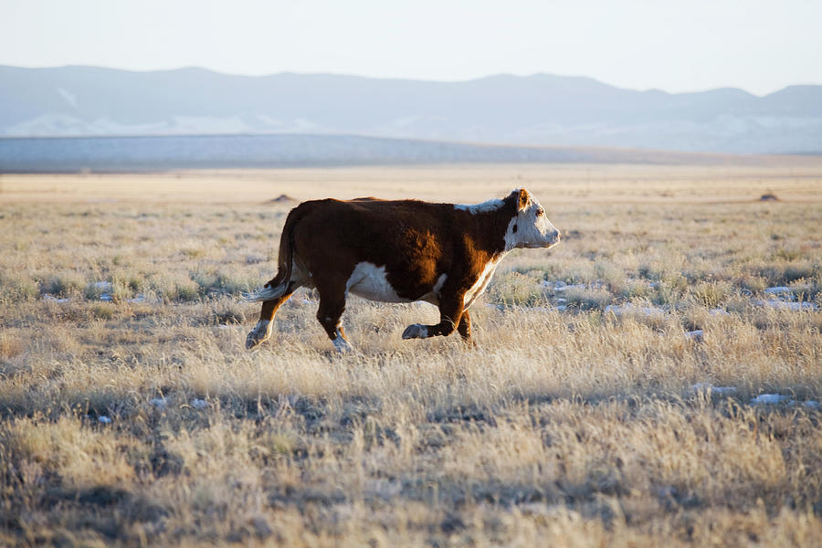 Nature Photograph - Usa, Colorado, Cow Running Through Field by Maisie Paterson