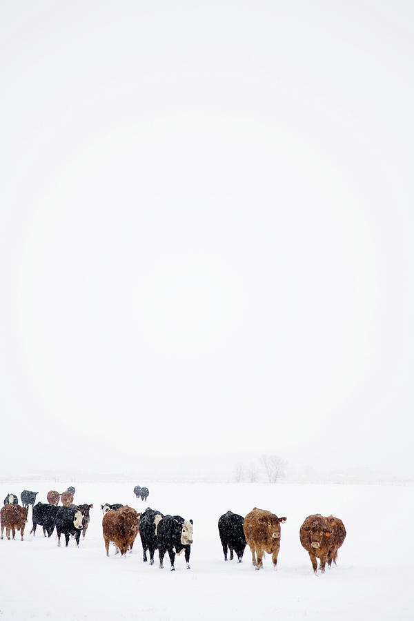 Winter Photograph - Usa, Colorado, Cows Walking In Snow by Maisie Paterson