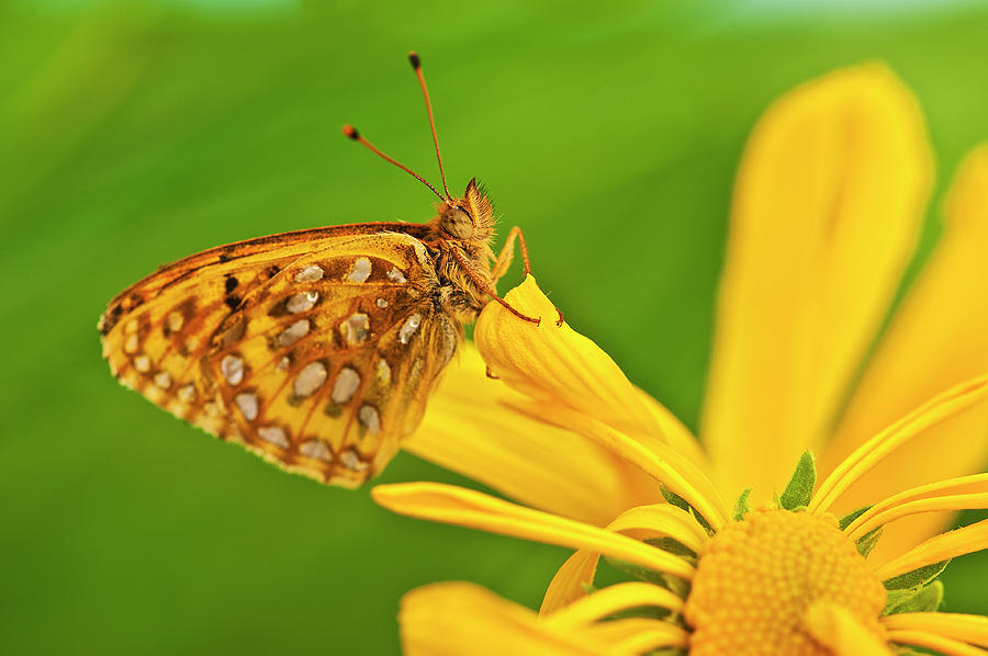 USA, Colorado Skipper Butterfly Photograph by Jaynes Gallery - Fine Art ...