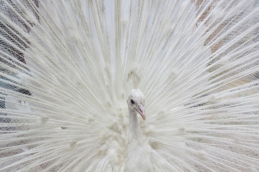 USA, Fla, White Peacock In Breeding Photograph by Joanne Wells - Fine ...