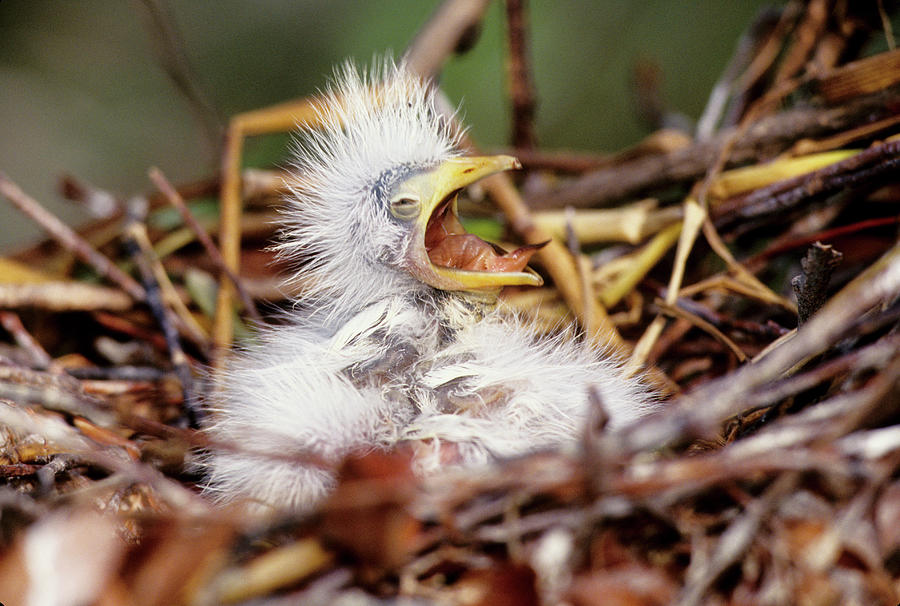 USA, Florida Baby Cattle Egret In Nest Photograph by Jaynes Gallery ...