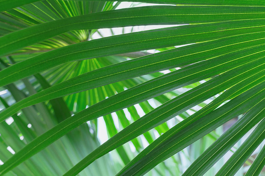 Usa, Florida, Close Up Of Palm Leaf Photograph by Kristin Lee