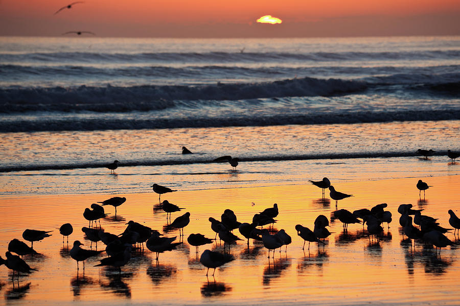Usa, Florida, Daytona Beach, Seabirds Photograph by Henryk Sadura