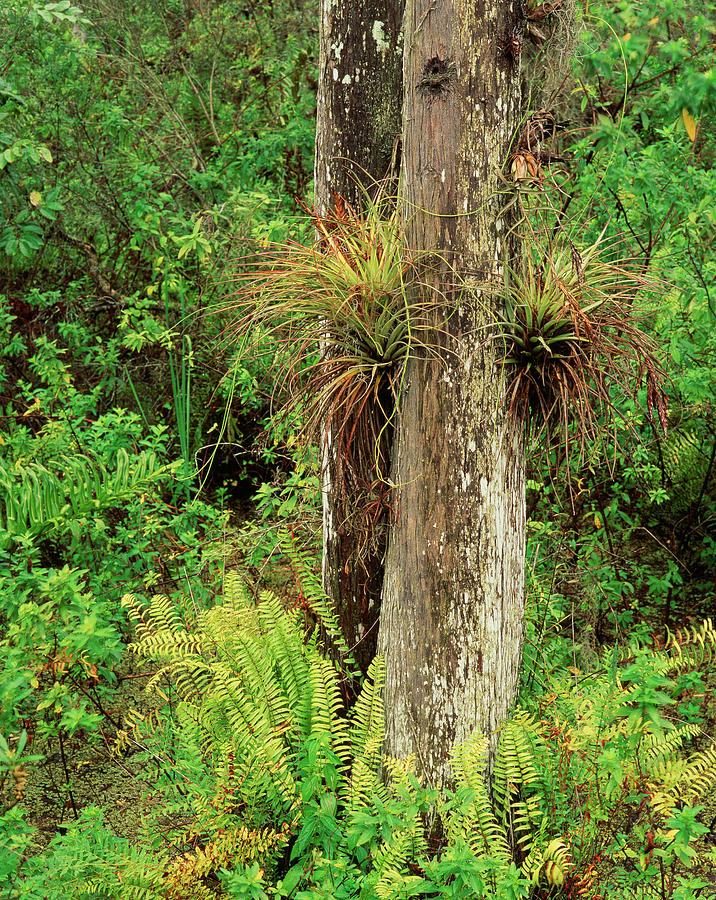 Adam Jones Photograph - Usa, Florida, Everglades National Park by Adam Jones Adam Jones Photograph - Usa, Florida, Everglades National Park by Adam Jones