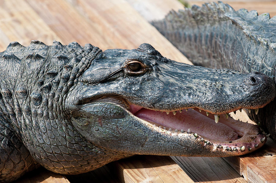 Alligator Photograph - USA, Florida Gatorland, Florida by Michael Defreitas
