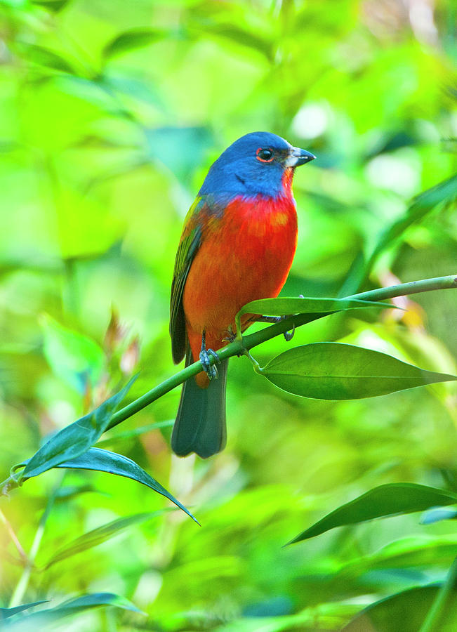 USA Florida Immokalee Painted Bunting Photograph By Bernard Friel   Usa Florida Immokalee Painted Bunting Bernard Friel 